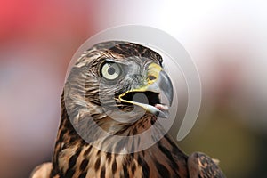 Head of adult goshawk. Falconry