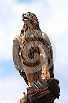 Head of adult goshawk. Falconry