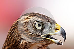 Head of adult goshawk. Falconry