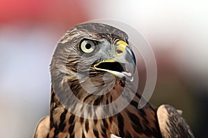 Head of adult goshawk. Falconry