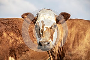 Head of an adult red and white cow, gentle look, pretty stain on face