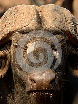 Head of a African Buffalo photo
