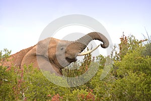 Head of African elephant grazing