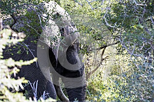 Head of an African elephant with ivory tusks in freedom in the African savannah where it lives in the wildlife with other animals