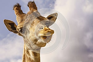 The head of an African giraffe close-up.Against the clouds