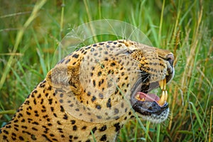 African leopard  Panthera Pardus lying in the grass, showing his teeth, close up, Madikwe Game Reserve, South Africa.