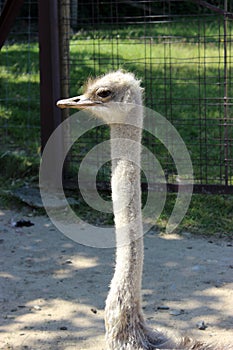 Head of african ostrich female