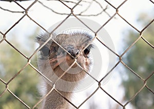 Head of an African ostrich lat. Struthio camelus