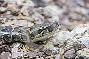 Head of an African rock python