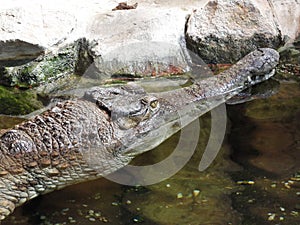 Head of African Slender-snouted Crocodile 1