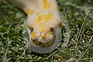 Head of albino python