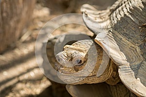 Head of Aldabra giant tortoise Aldabrachelys gigantea