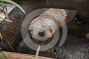 Head of Aldabra giant tortoise Aldabrachelys gigantea