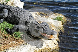 Head of alligator