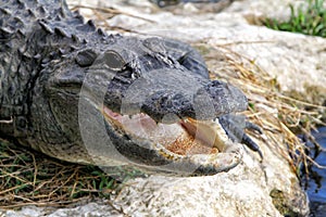Head of alligator