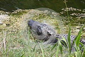 The Head of an Alligator