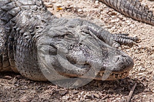 Head of alligator.