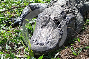 Head of alligator
