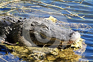 Head of alligator