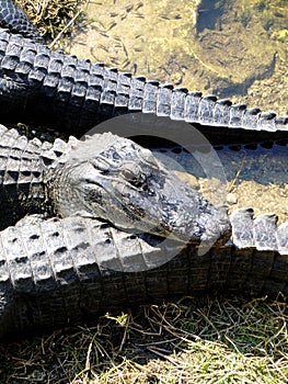 Head of alligator