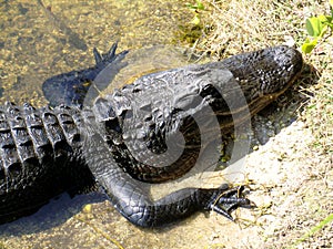 Head of alligator