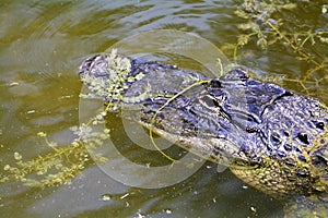 Head of an Alligator partially submerged in Everglades along Monroe Junction Florida