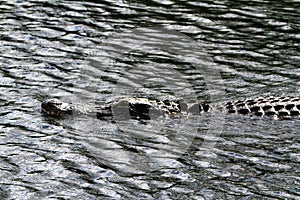 Head of alligator