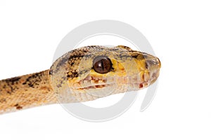 Head of an Amazon Tree Boa