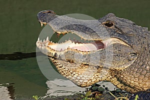 Head of an American alligator