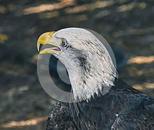 The Head of an American Bald Eagle