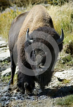 Head On American Bison