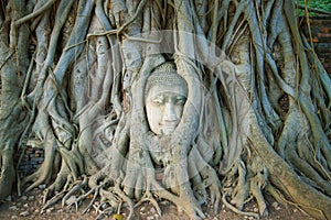 The head of the ancient Buddha sculpture is ingrown into the roots of the tree. Symbol of the city of Ayutthaya, Thailand