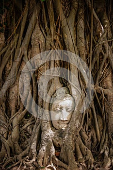 Head of ancient Buddha surrounded by the roots of a tree