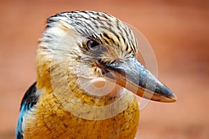 Head of an angry looking blue-winged kookaburra (dacelo leachii) in profile view