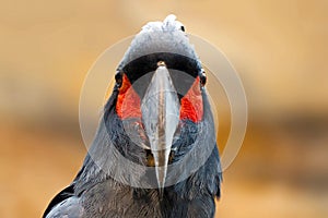 Head of an angry looking palm cockatoo.parrot bird in frontal view