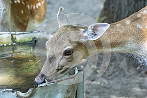 Head of an animal doe. Doe drinks water