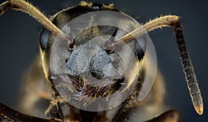 Head of ant