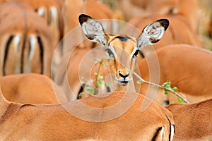 Head of antelope, funny image. Beautiful impalas in the grass with evening sun, hidden portrait in vegetation. Animal in the wild