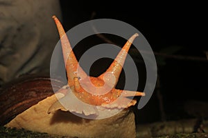 The head and antennea of an amazonian Giant Snail, Megalobulimus popelairianus, Strophocheilidae