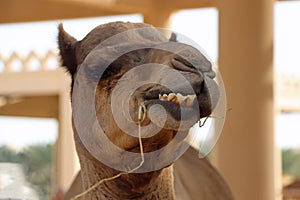 Head of an Arabian camel in Bahrain