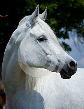 Head of arabian horse,