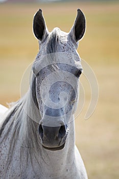 Head of arabian horse