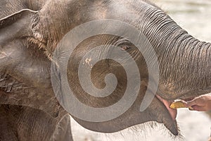 Head of Asian eating elephant in Sri Lanka