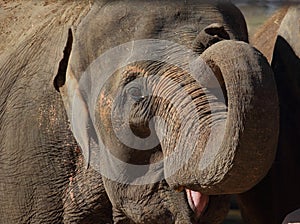 Head from an Asian Elephant (Elephas maximus)