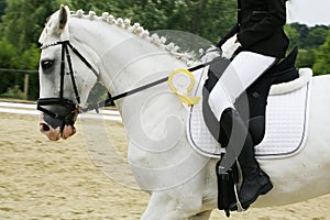 Head of a award-winning horse in the arena