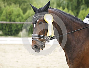 Head of a award-winning horse in the arena