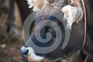 The head of a baby cow closeup