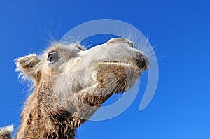 Head Bactrian camel