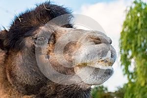 The Head of a Bactrian Camel