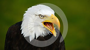 Head of a Bald Eagle